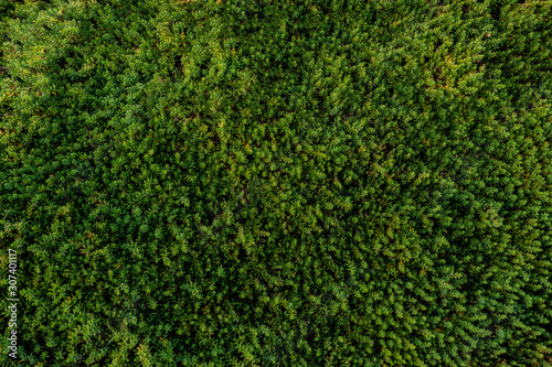 verde fresco textura planta musgo 