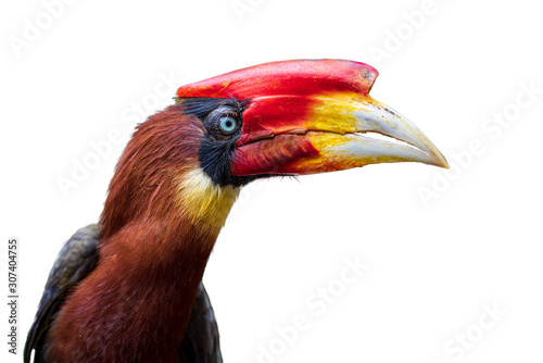 Southern rufous hornbill isolated on a white background