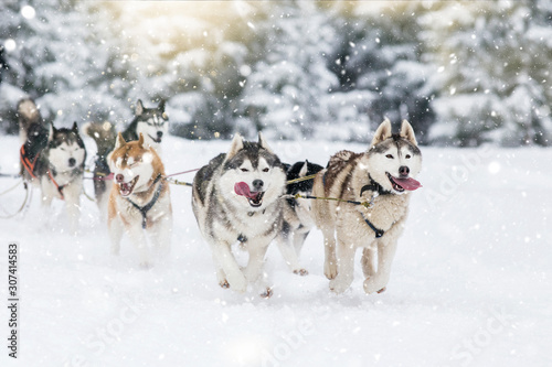 Sled dog-racing with Alaskan malamute and husky dogs. Snow, winter, competition, race concept.