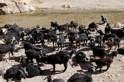 A herd of goats and their young herdsman by a stream