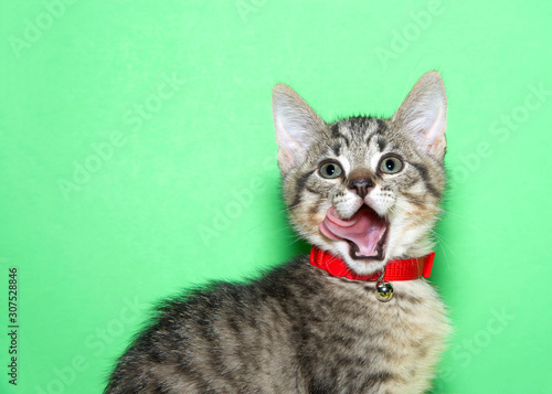 Portrait of an adorable brown and black tabby kitten wearing a red collar with bell looking directly at viewer, mouth open with tongue out licking side of mouth. Green background with copy space.