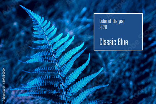 Close-up leaves of fresh green fern with sunlight. Color of the year 2020 - Blue.