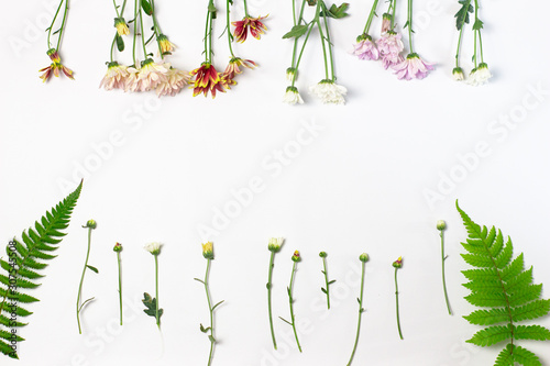 colorfull flowers on a white background ,copy space
