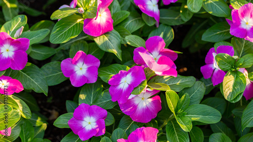 Pink Impatient flowers