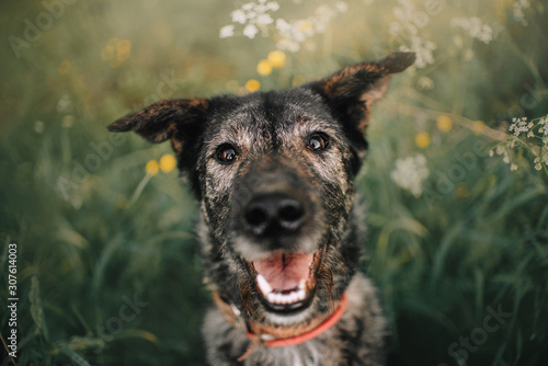 happy grey mixed breed dog portrait outdoors in summer