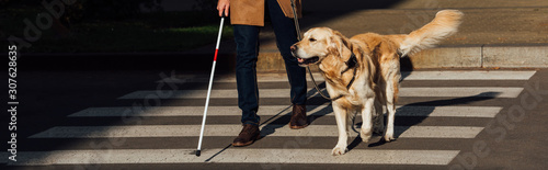 Cropped view of blind man with guide dog walking on crosswalk, panoramic shot