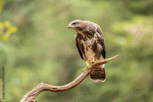 Buzzard, Common Buzzard. Buteo buteo