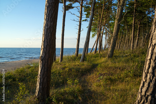 A pine forest near the beach, Baltic sea, Latvia
