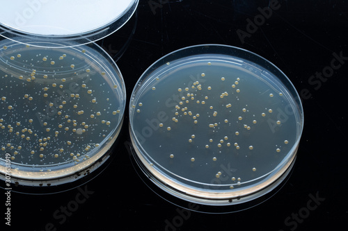 development, reproduction and bacterial growth in the medium of agar