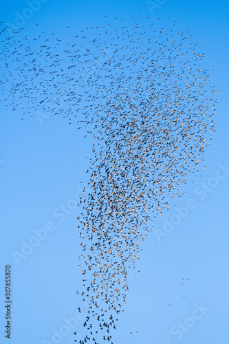 Stado ptaków - pierwsze oznaki migracji ptaków