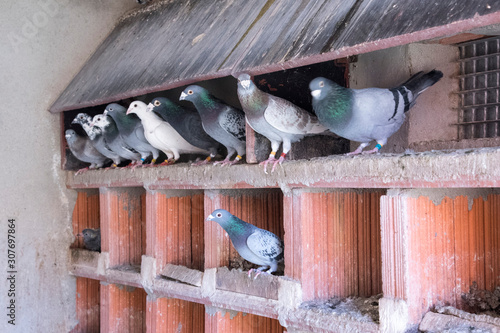 group of carrier pigeons resting inside the structures and supports of their loft