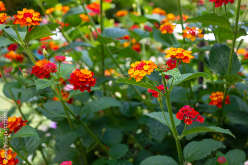 red and yellow Colorful Flower, Lantana camara Linn, Weeping Lantan