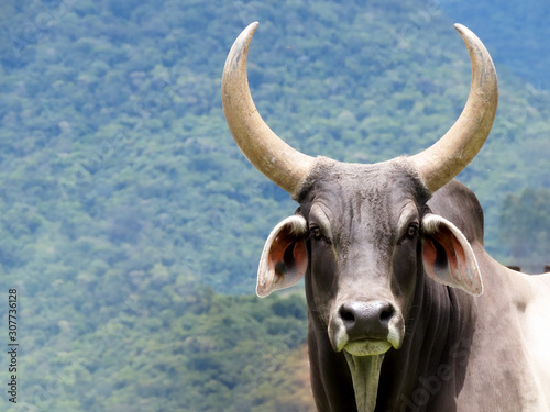 Big horned zebu bull looking at camera