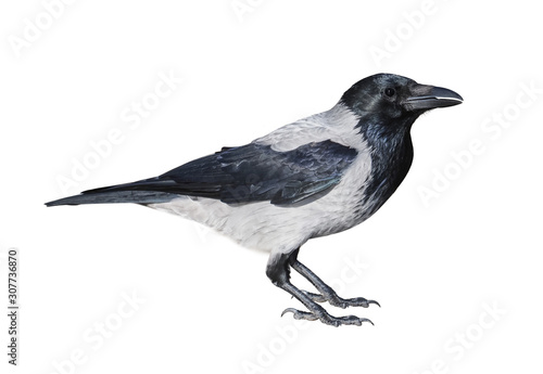 hooded crow (Corvus cornix) isolated on White background