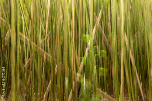 Motion blur in a bamboo forest