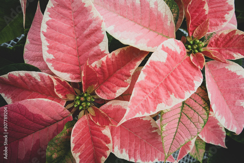 Poinsettia Flowers with Pink and Yellow Variegated Petals