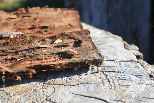 Wood worm make damage. Bark beetle larvae under the bark. Insect pest spoils material