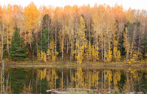 fantastic forest yellow orange autumn in the reflection of the forest lake in the taiga of Siberia deciduous and coniferous trees are beautiful