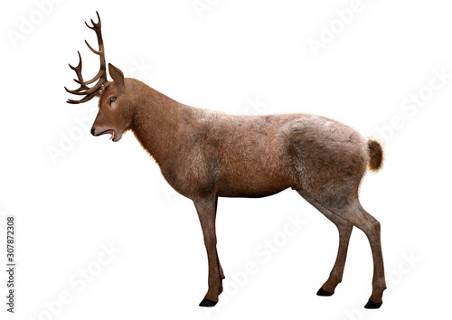 3D Rendering Male Deer on White