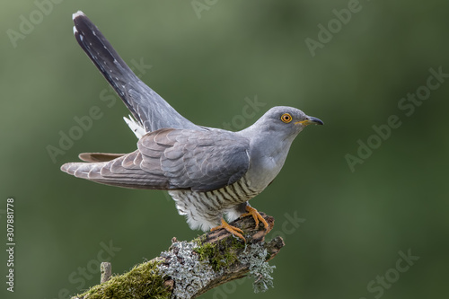 Cuckoo Perched on Branch