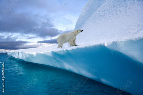 Polar Bear on an iceberg in Northwest Fjord in eastern Greenland