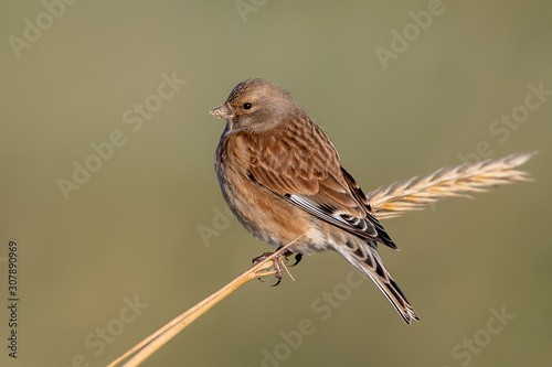 Linnet Perched on Plant
