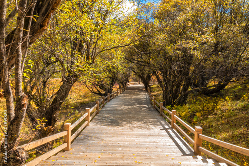 autumn in the park