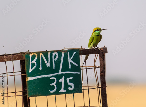 A Green Bee Eater perched on a steel wire fence inside the Velavadar National Park near Bhavnagar in Gujarat, India.