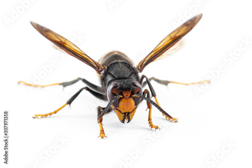 Asian hornet, also known as the yellow-legged hornet (Vespa velutina) on white.
