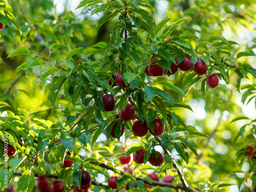 Dunkelrote wilde Mirabellen am Baum (Prunus domestica syriaca)