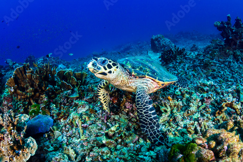 Hawksbill Sea Turtle feeding on a hard coral reef