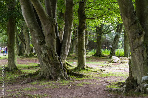 Beech trees in Scotland