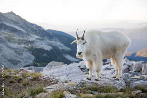 In the West Kootenays a rocky mountain goat (Oreamnos americanus) walking alone in British Columbia, Canada.