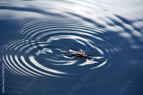 Closeup of a water strider, Gerridae. Water striders create vibrations in the form of waves on the surface of the water, which create a funny pattern after reflection.