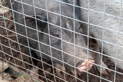 Black cute pigs with a pink snout nose behind the metal mesh fence in the country farm