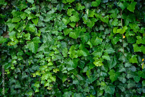 Green wall bindweed texture background