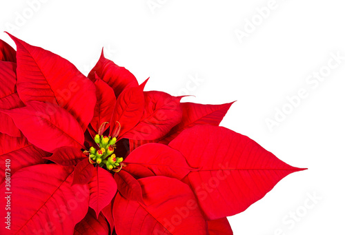 Close up of a red Poinsettia, Christmas Star flower bracts (Euphorbia pulcherrima). Isolated on white background.