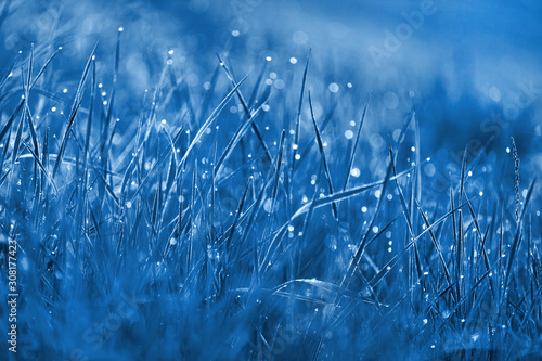Fresh grass with morning dew blue toned