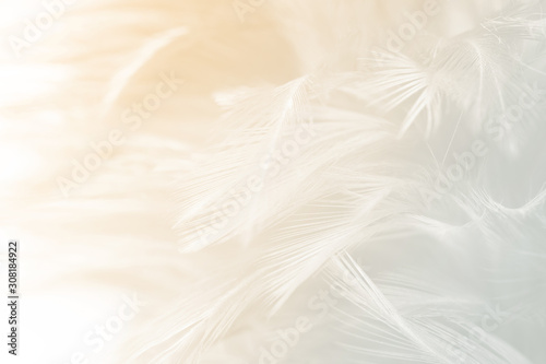 Beautiful white feather pattern texture background with Orange light