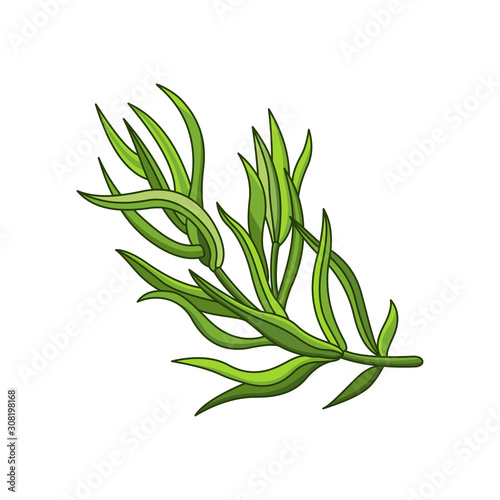 Tarragon spice vector realistic colored botanical illustration. Product to prepare delicious and healthy food. Isolated on white background.