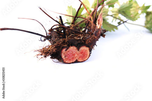 Tormentile root transection (Potentilla erecta) isolatad on white.