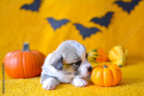 welsh corgi pembroke puppy halloween pumpkin