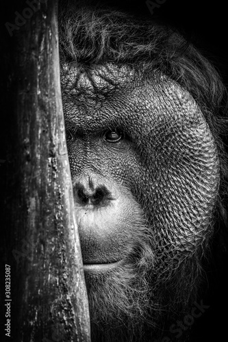 Peeking Orangutan