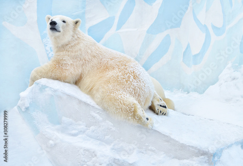 polar bear in snow