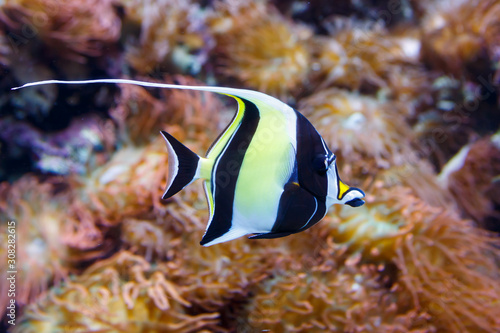 Moorish idol fish, latin name Zanclus cornutus.