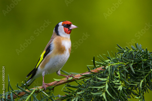 European Goldfinch (Carduelis carduelis)