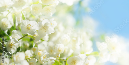 jasmine flowers in a garden