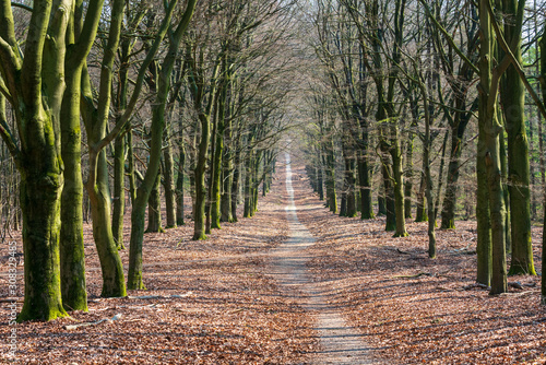 Lane along the Sterrenbos / Carolinaberg in Hof t Dieren, a former royal palace garden in Dieren (The Netherlands). Palace has been demolished in 1795 after a fire during the invasion of the French ar