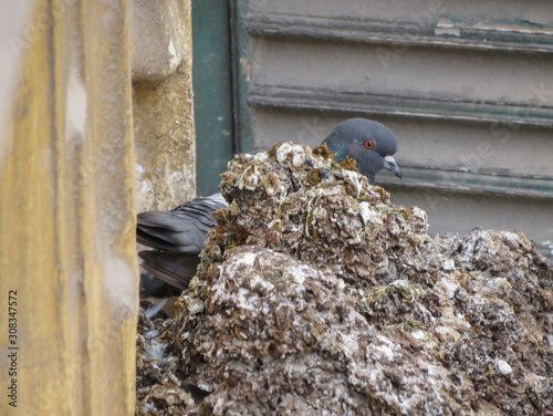 pigeon guano excrements