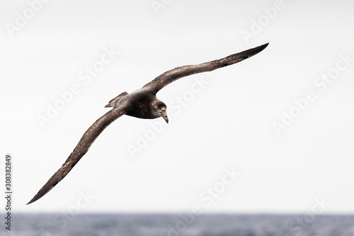 Large seabird petrel flying in the Drake Passage in Antarctica